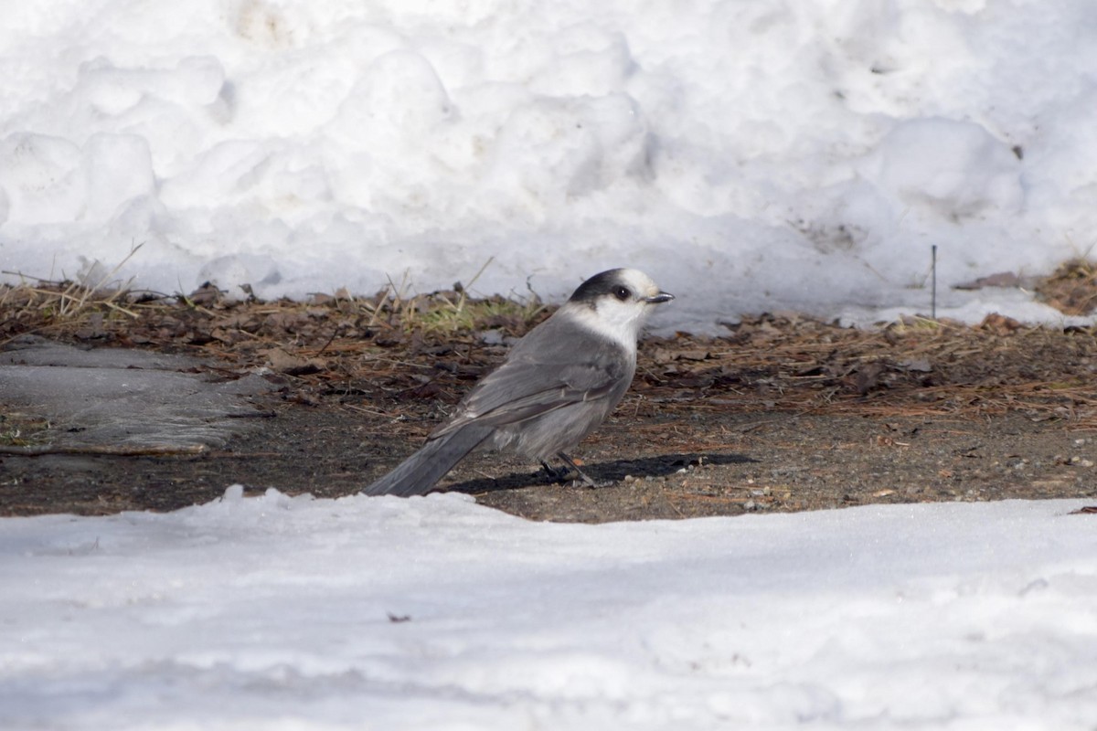 Canada Jay - ML617108655