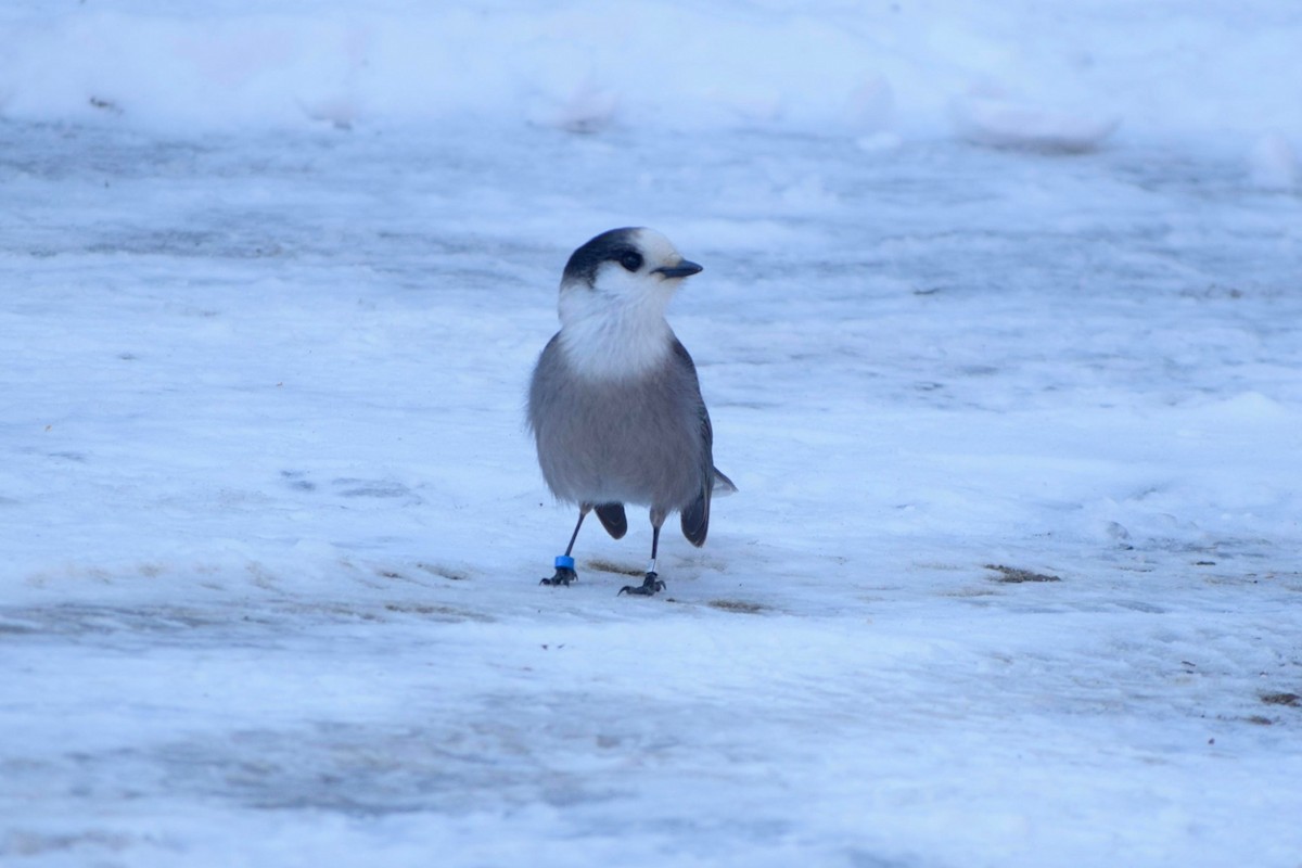 Canada Jay - ML617108664