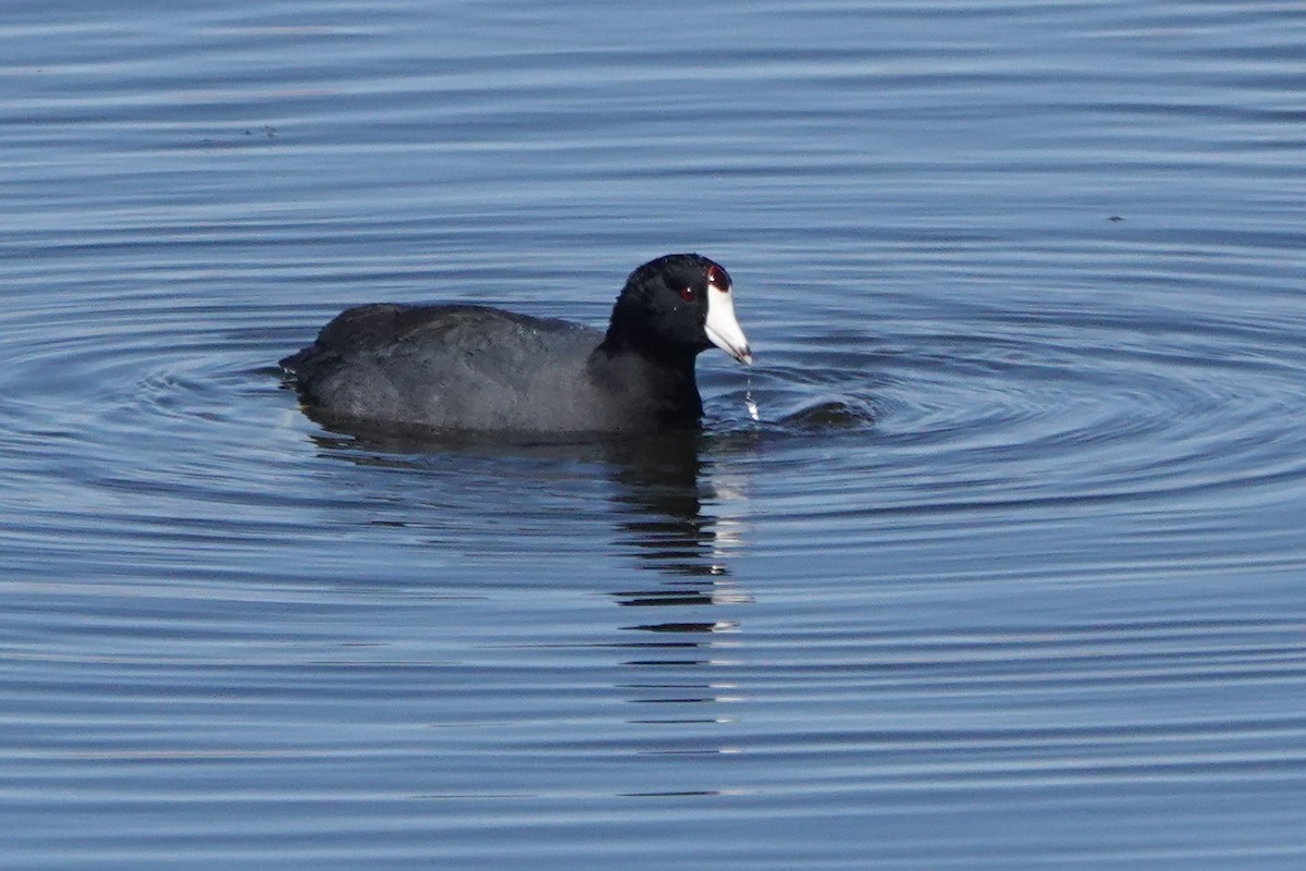 American Coot - ML617108693