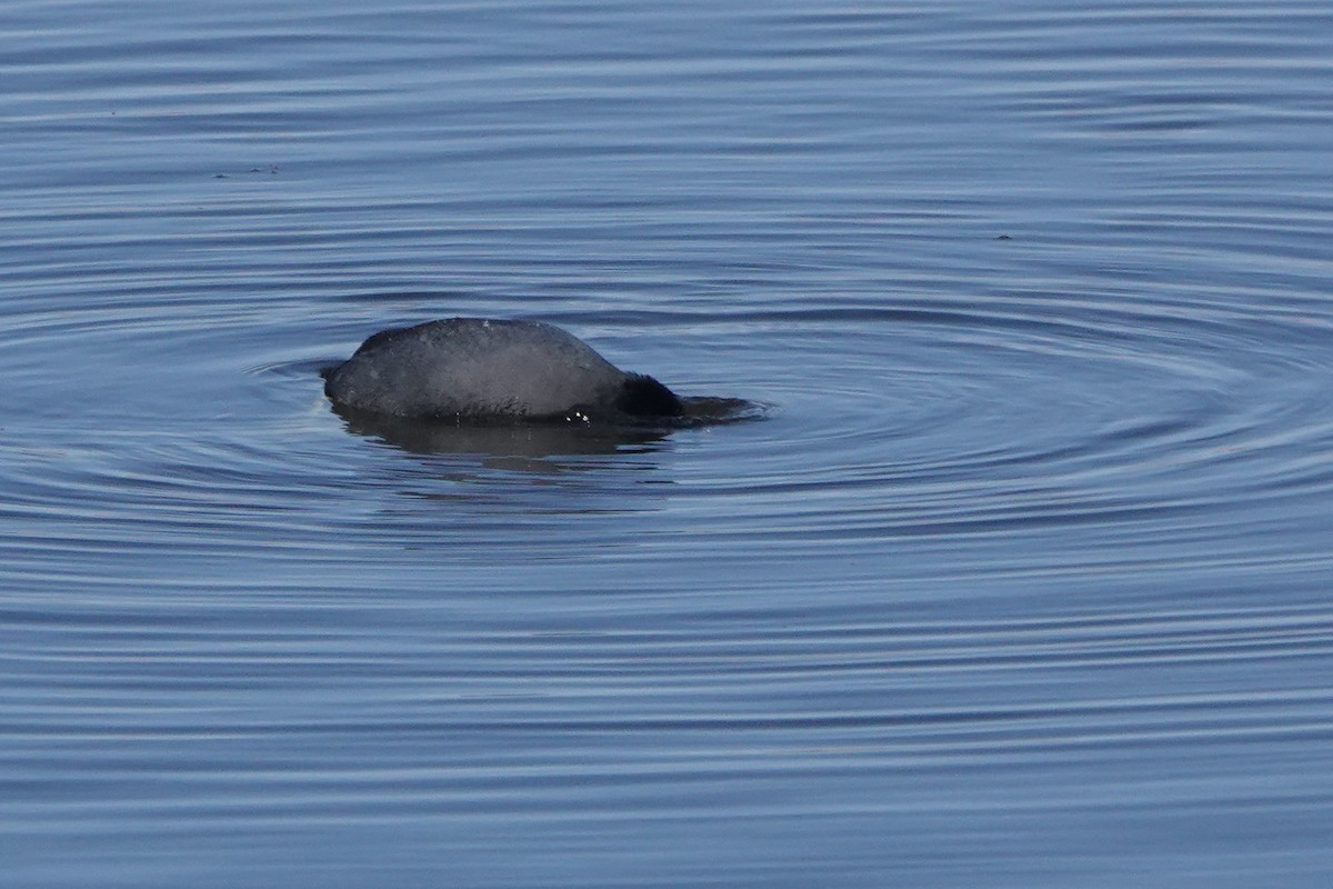 American Coot - ML617108694