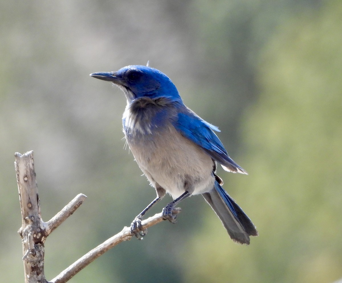 Woodhouse's Scrub-Jay - ML617108702