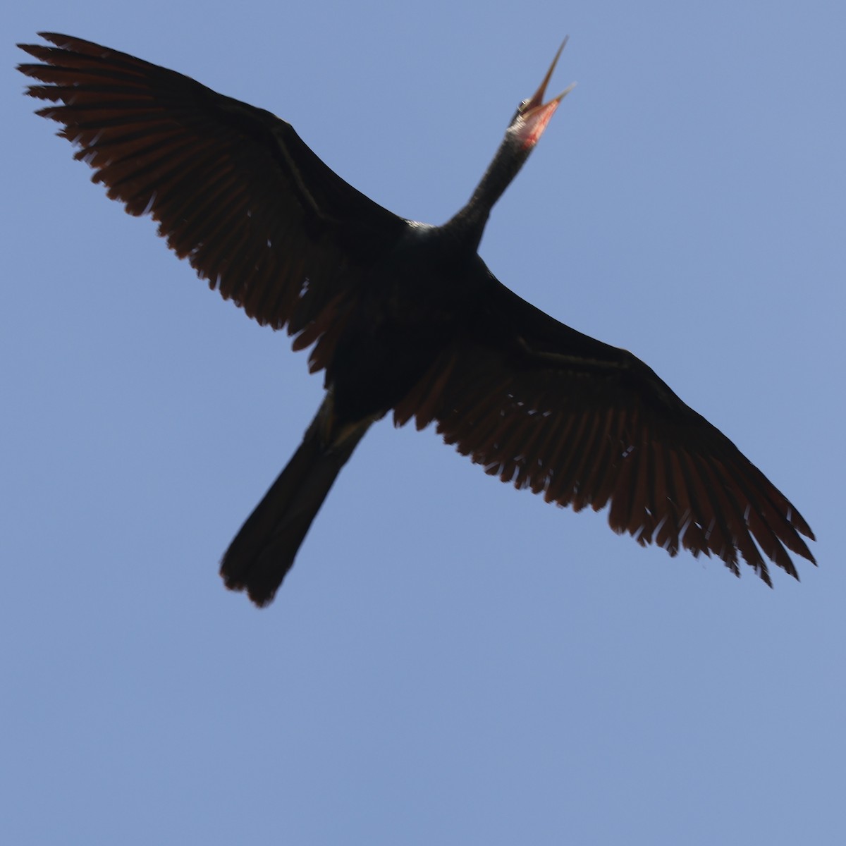 anhinga americká - ML617108716