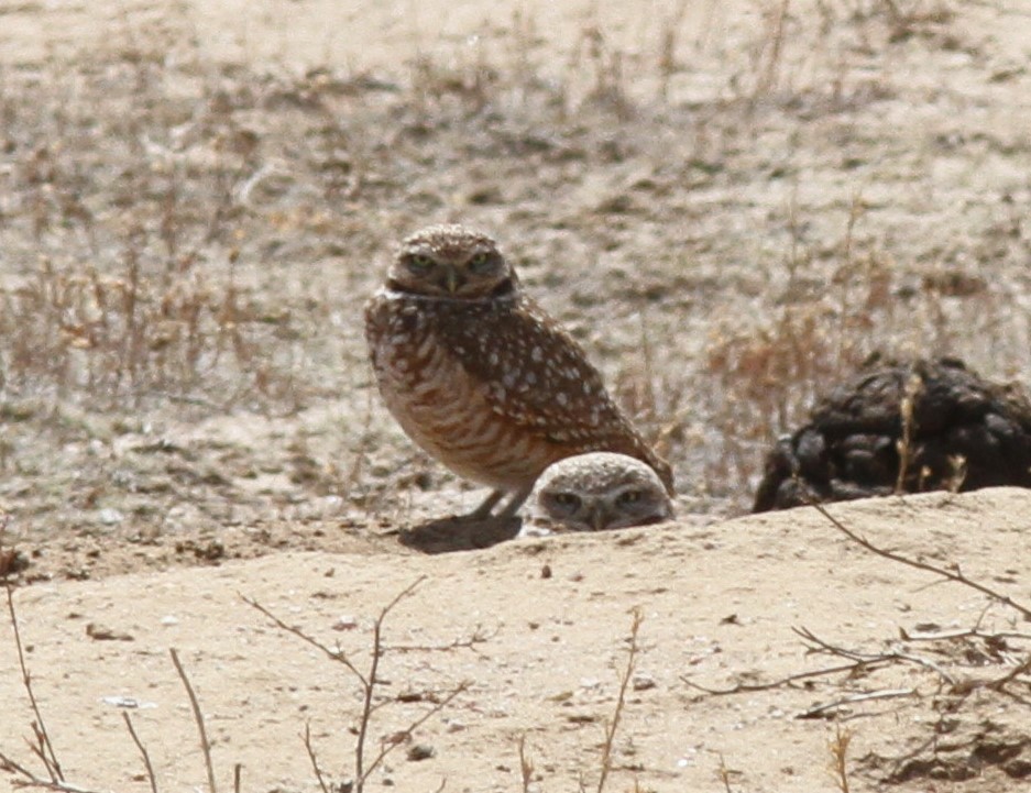 Burrowing Owl - ML617108747