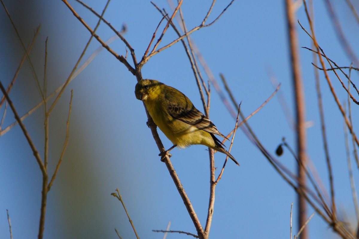 Lesser Goldfinch - ML617108756