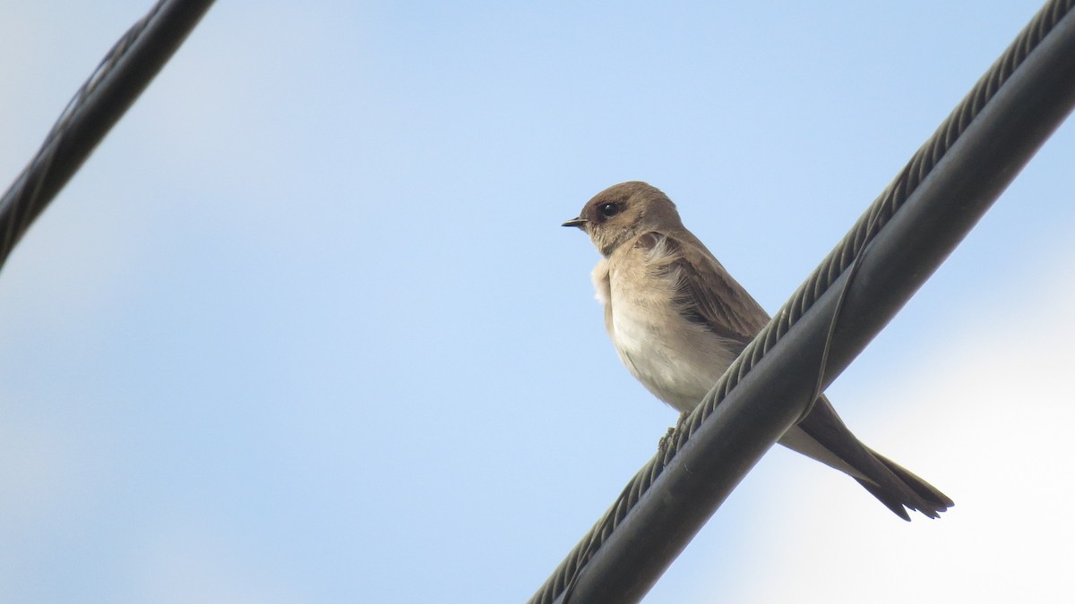 Northern Rough-winged Swallow - ML617108766