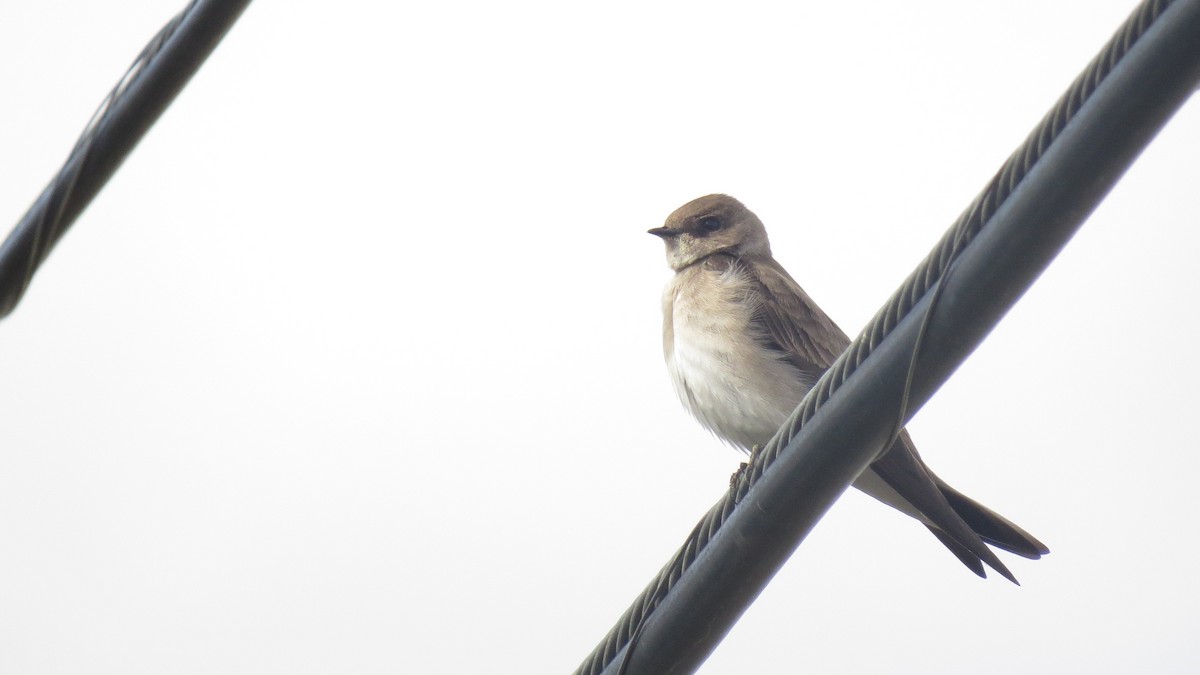 Northern Rough-winged Swallow - ML617108768