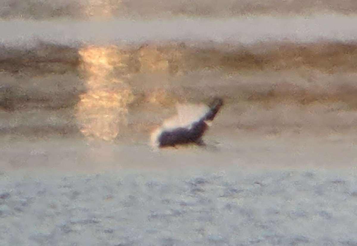 Lesser Black-backed Gull - ML617108774