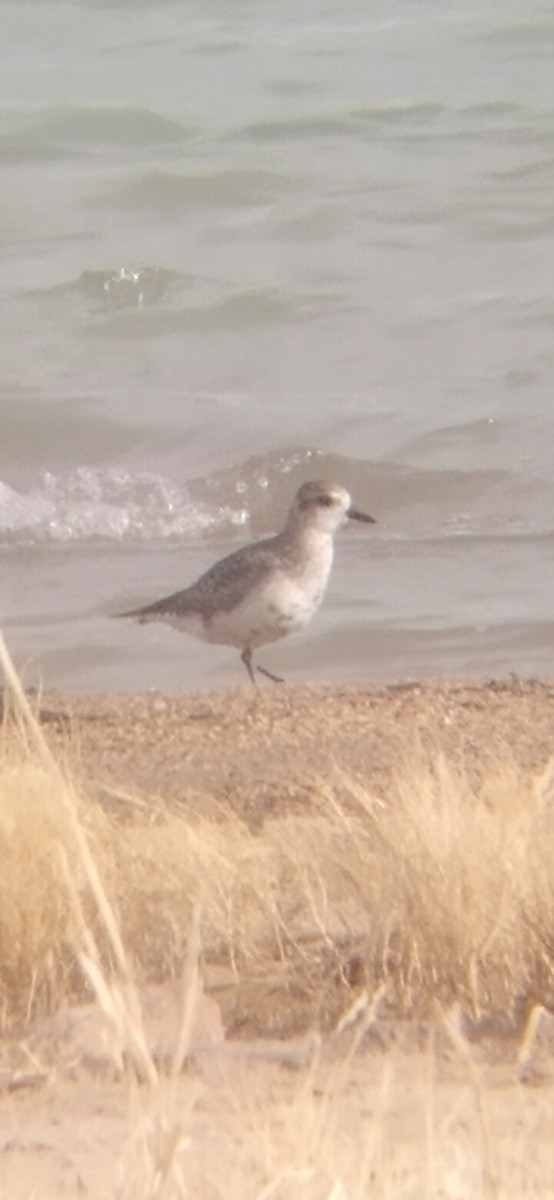 Black-bellied Plover - ML617108796