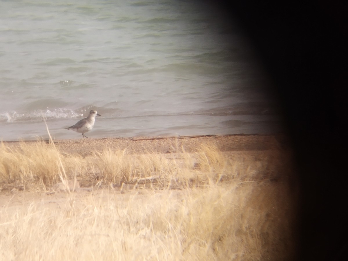 Black-bellied Plover - ML617108814