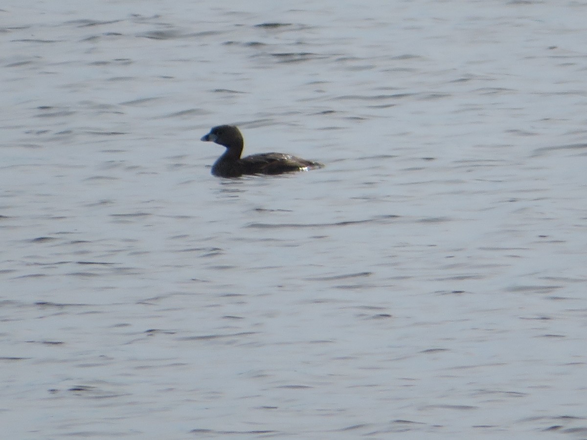 Pied-billed Grebe - ML617108833