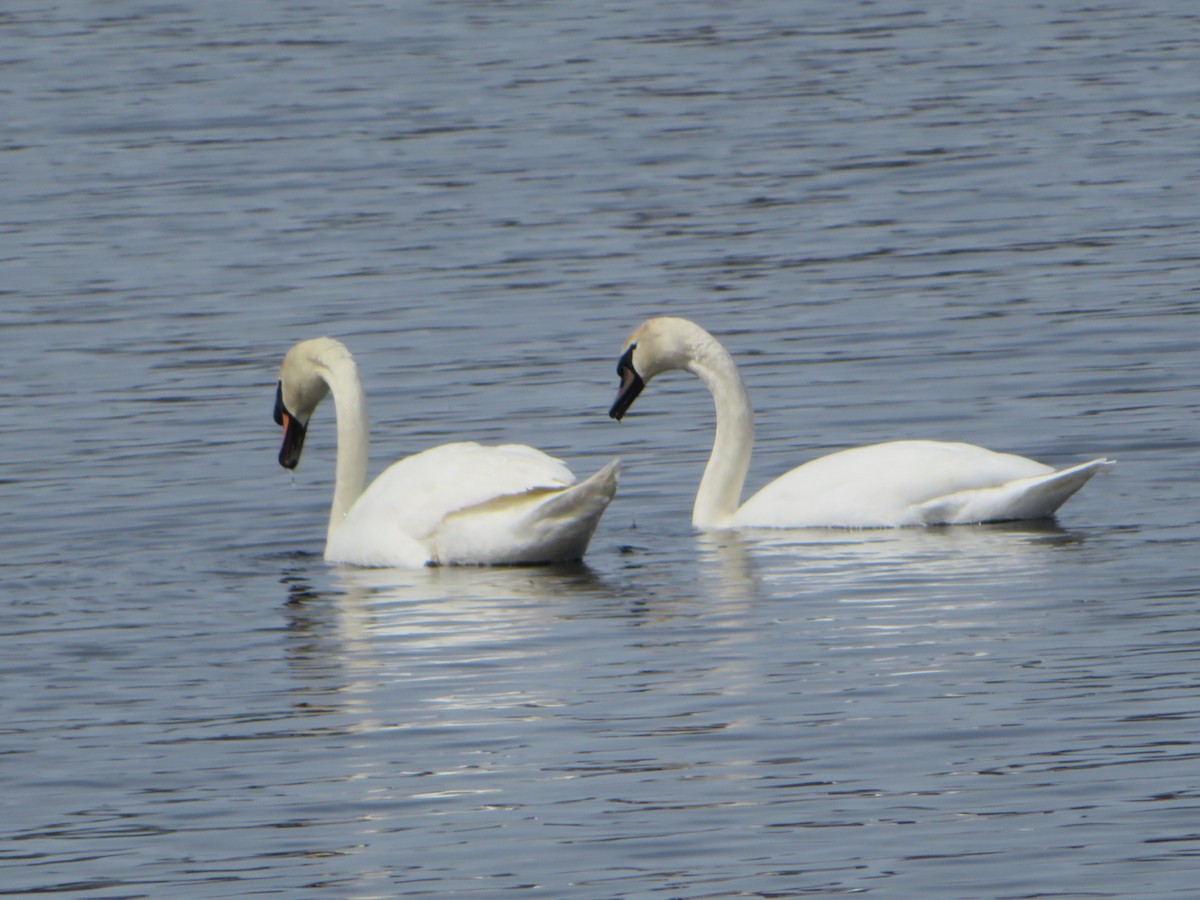 Cygne tuberculé - ML617108851