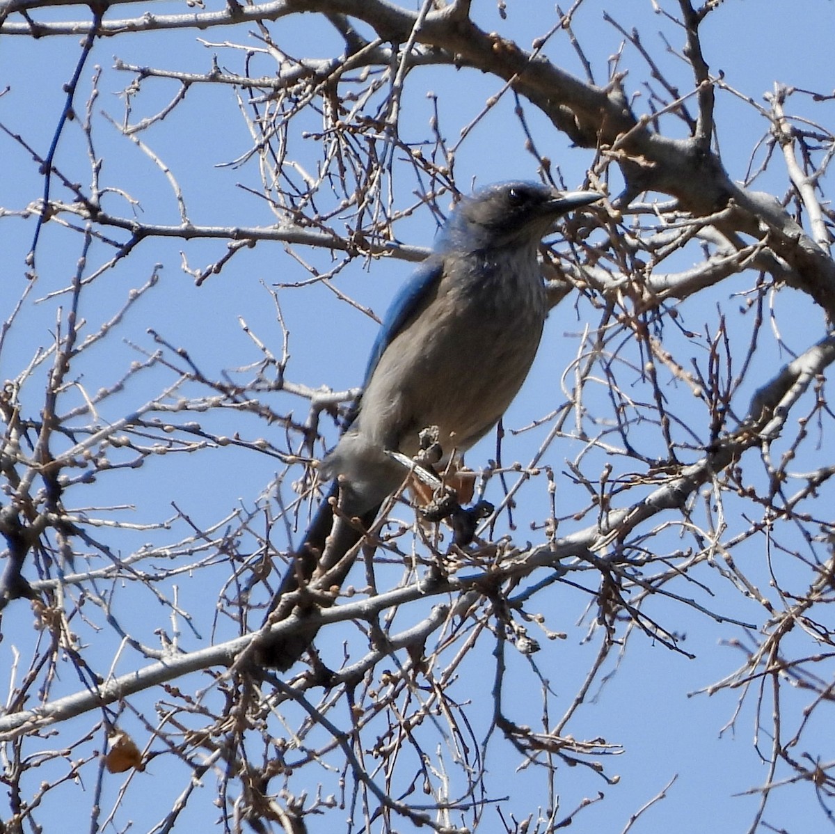 Woodhouse's Scrub-Jay - ML617108882