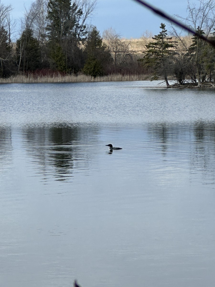 Common Loon - ML617108904