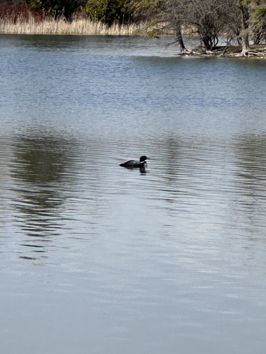 Common Loon - ML617108905