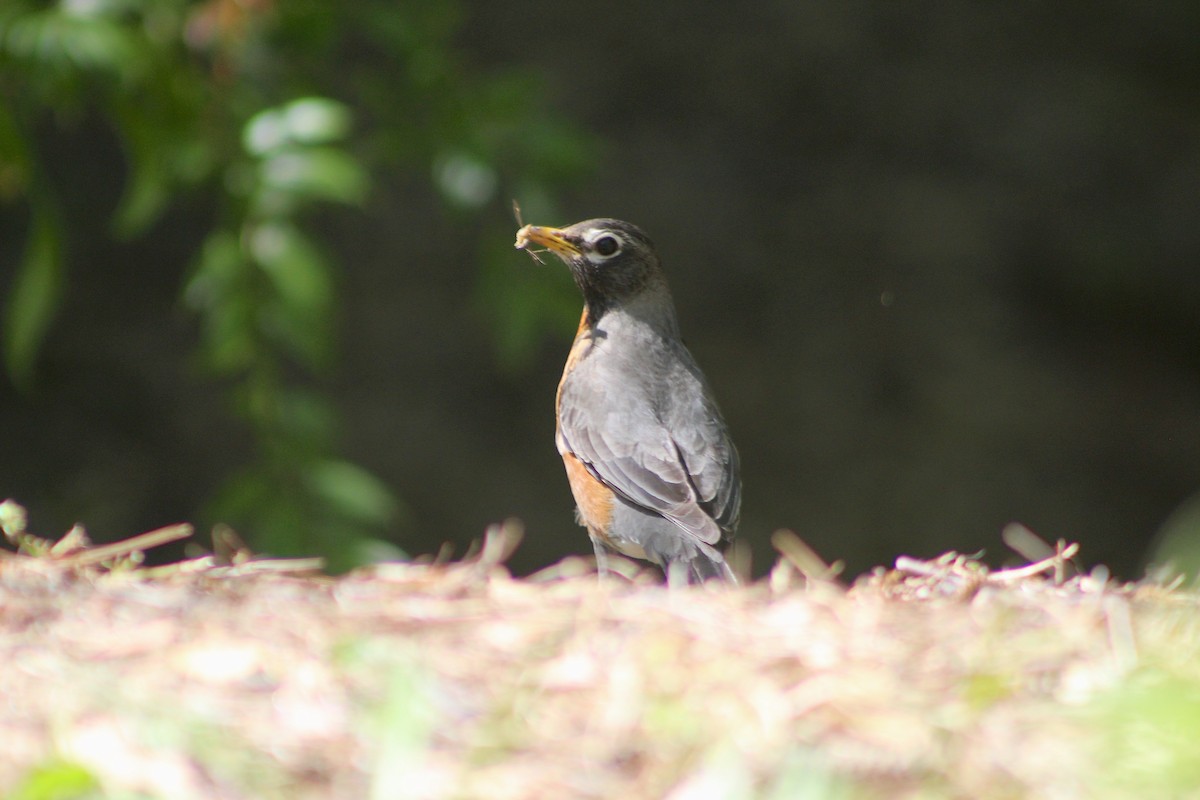 American Robin - ML617108961