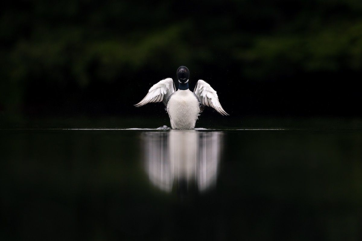 Common Loon - ML617109012