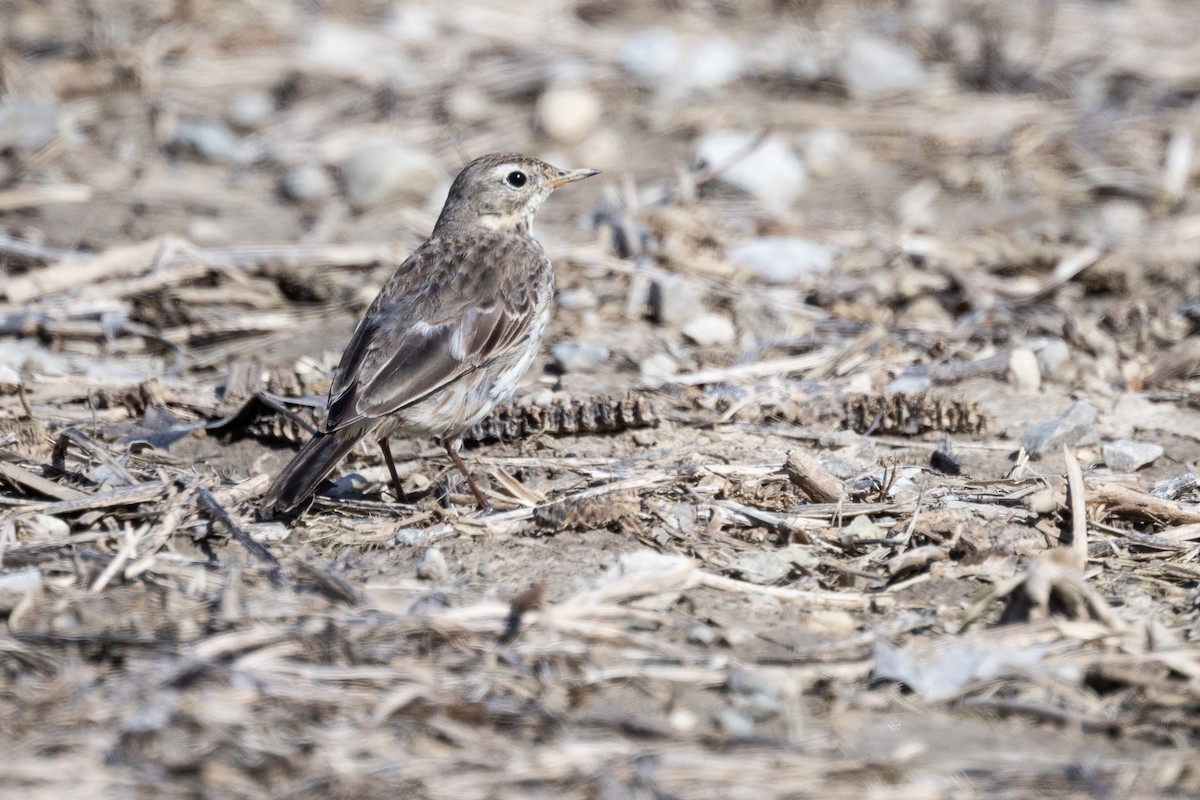 American Pipit - Brad Imhoff