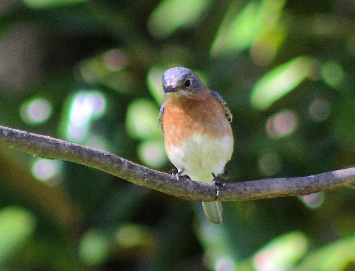 Eastern Bluebird - ML617109029