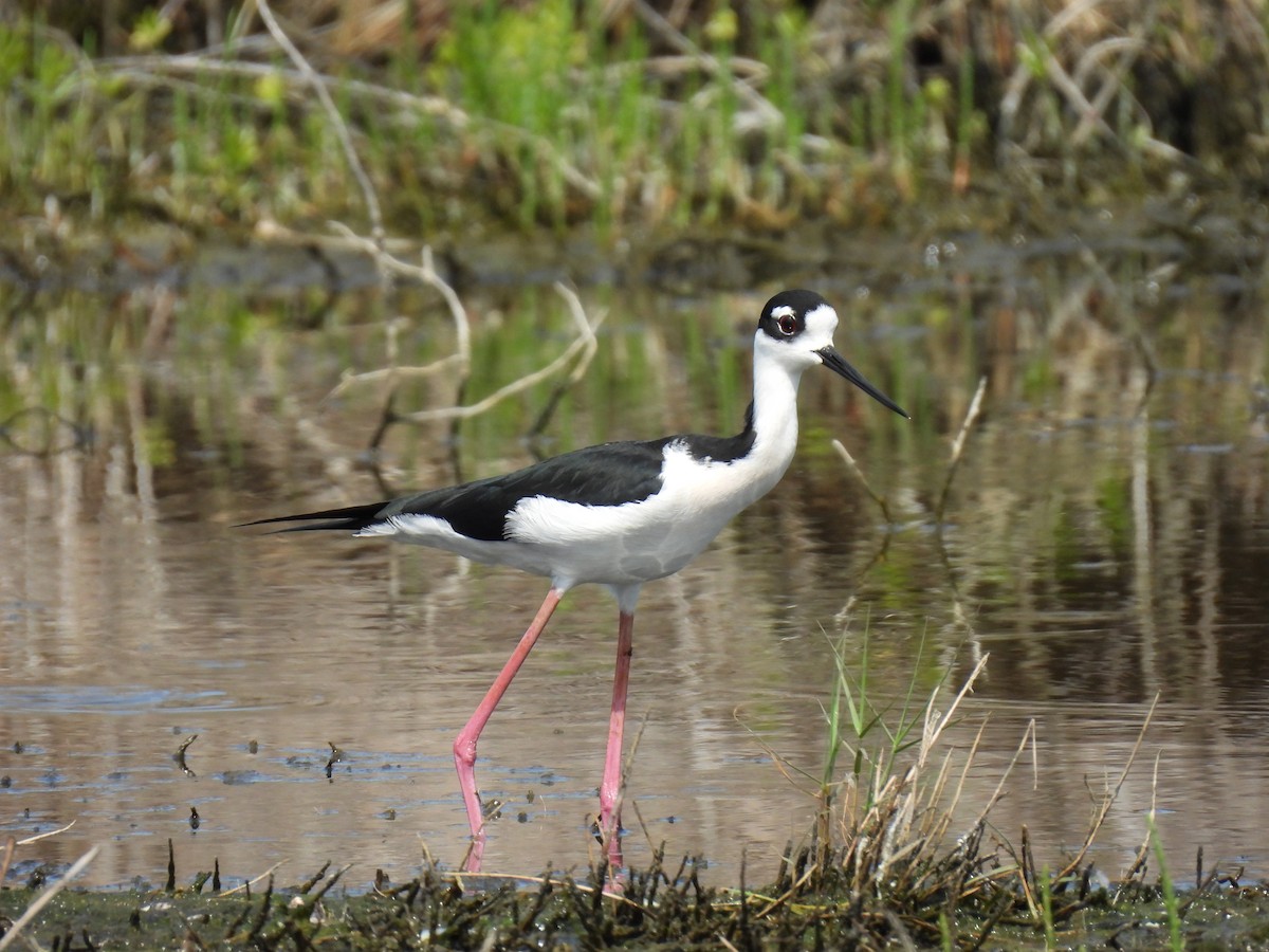 Black-necked Stilt - ML617109087