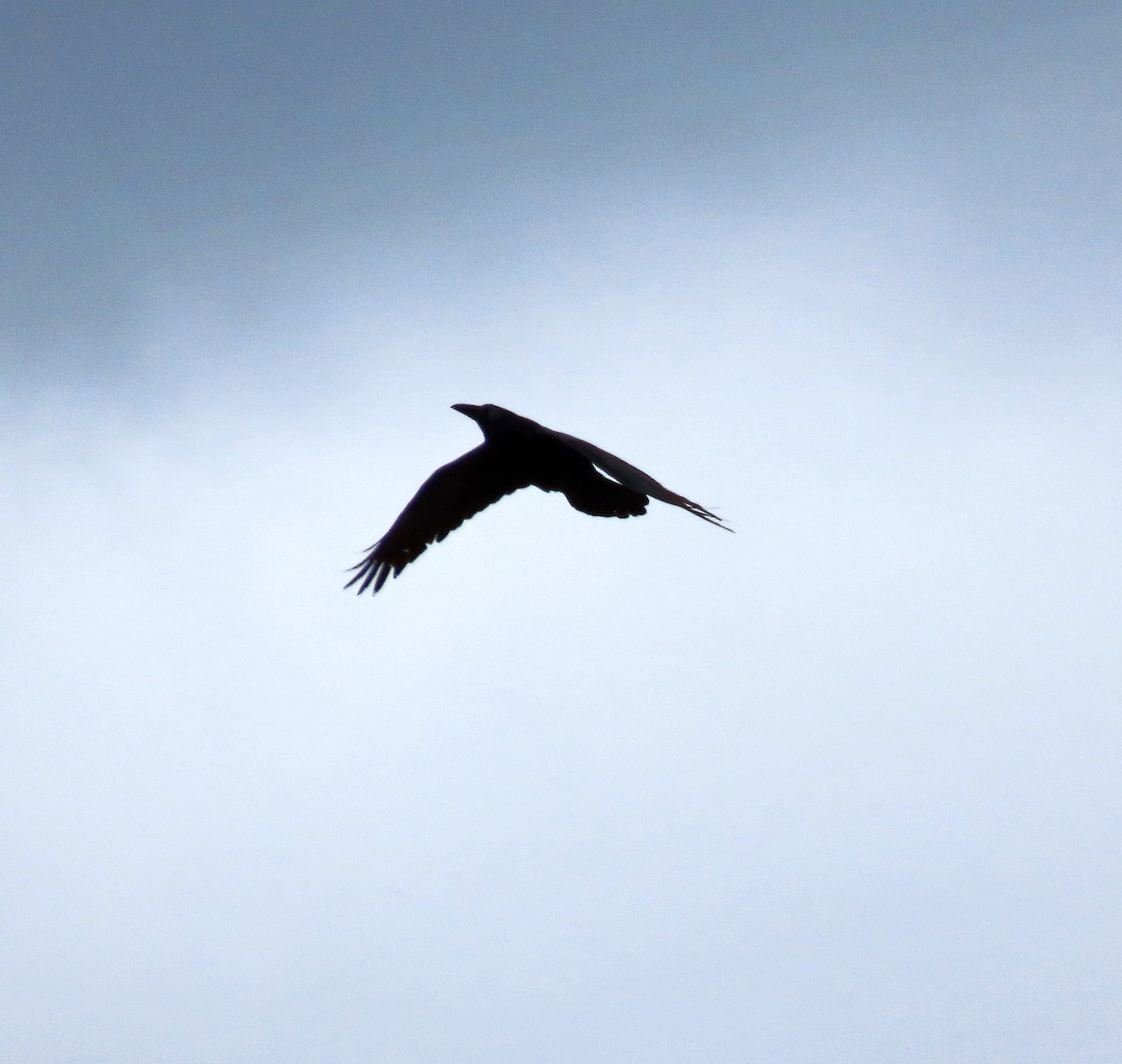 Common Raven - Shilo McDonald