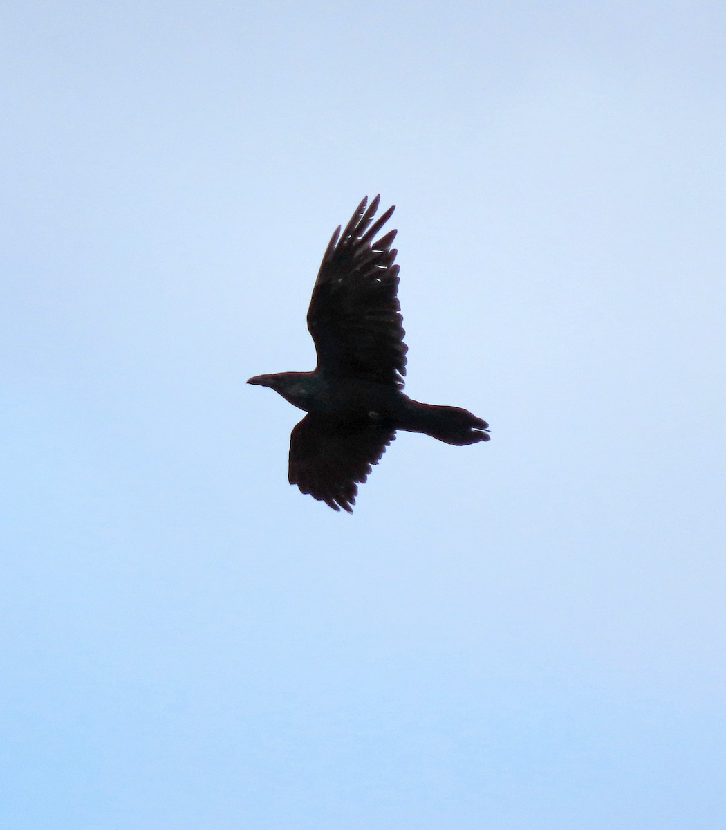 Common Raven - Shilo McDonald