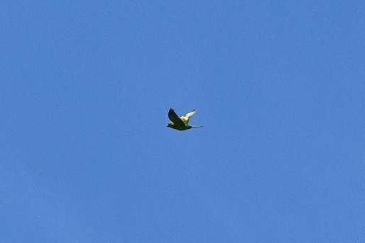 White-winged Parakeet - Julian Campuzano Garrido