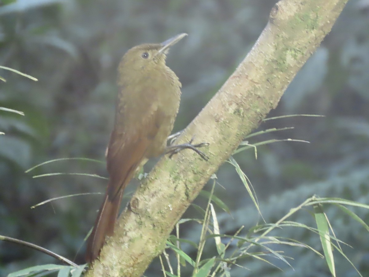 Tyrannine Woodcreeper - ML617109174