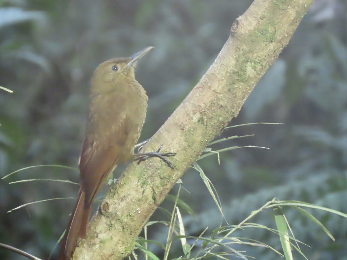 Tyrannine Woodcreeper - Marjorie Watson