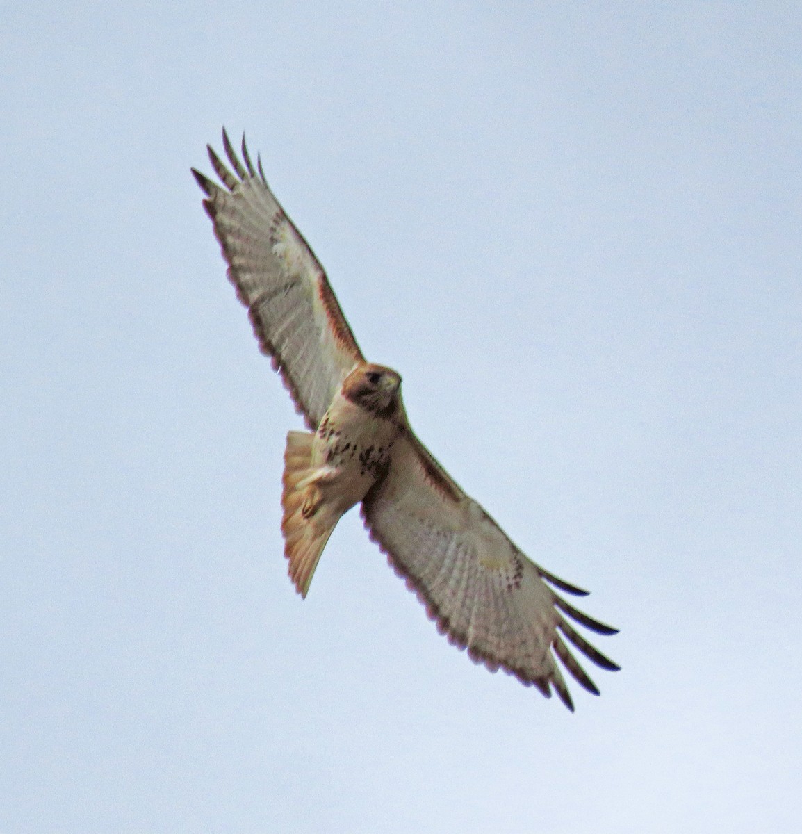 Red-tailed Hawk - Shilo McDonald