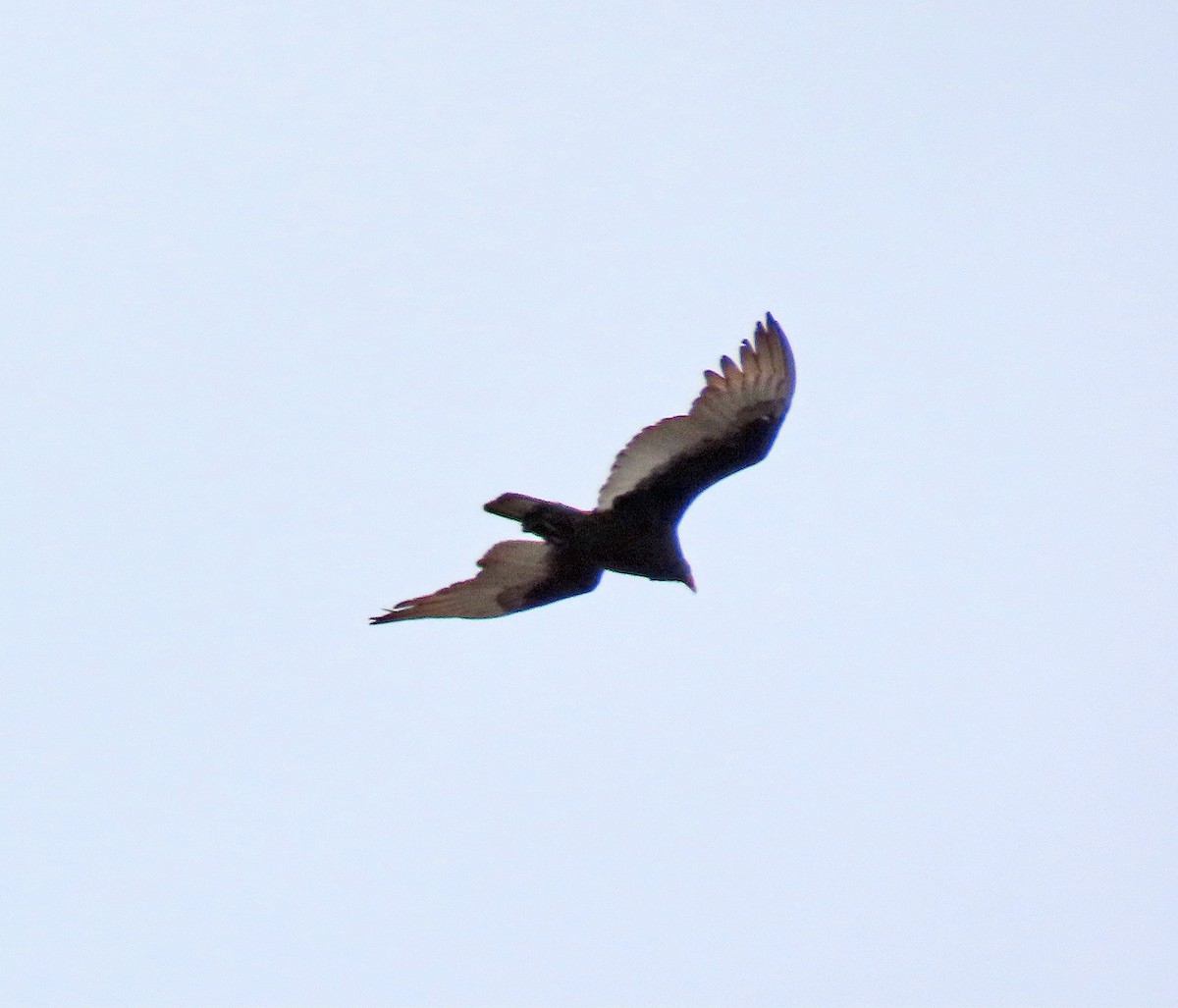 Turkey Vulture - ML617109193