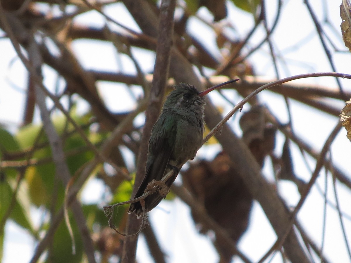 Turquoise-crowned Hummingbird - Alex Loya