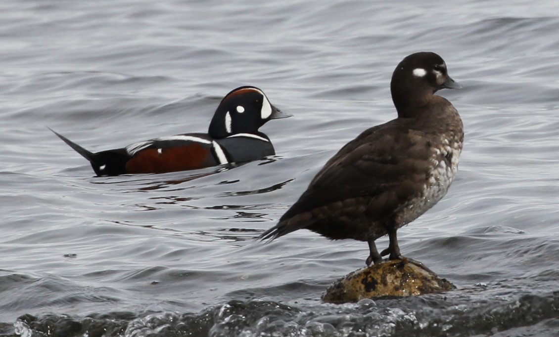 Harlequin Duck - ML617109233