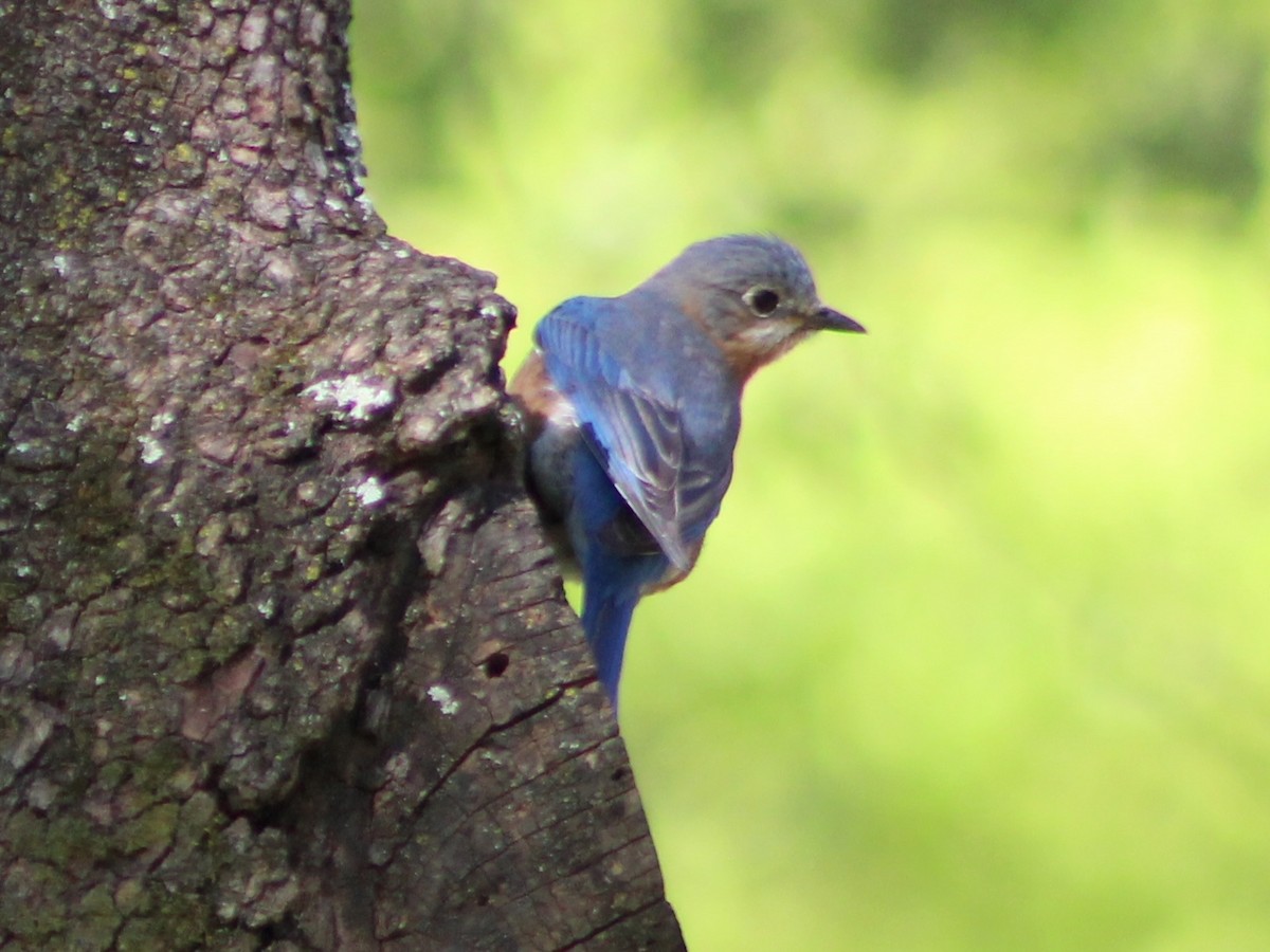 Eastern Bluebird - ML617109293