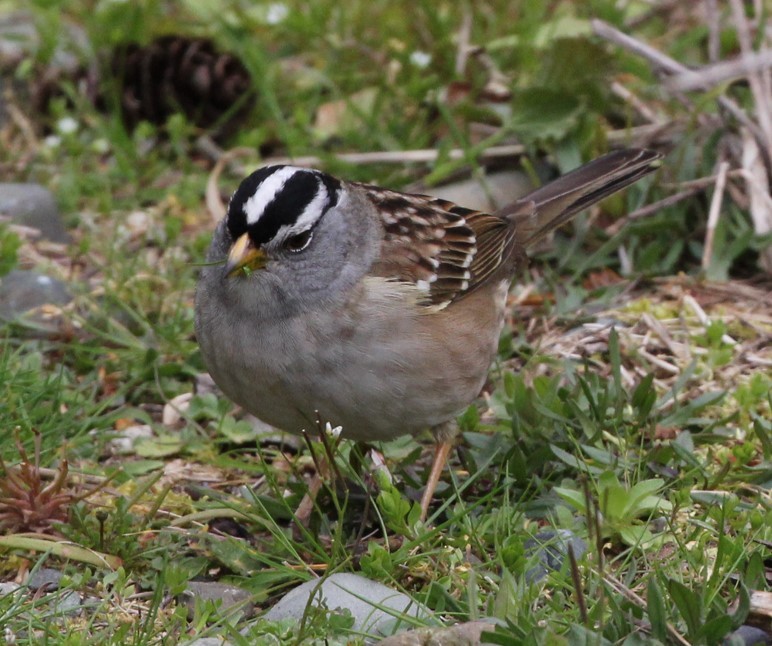 White-crowned Sparrow - ML617109331