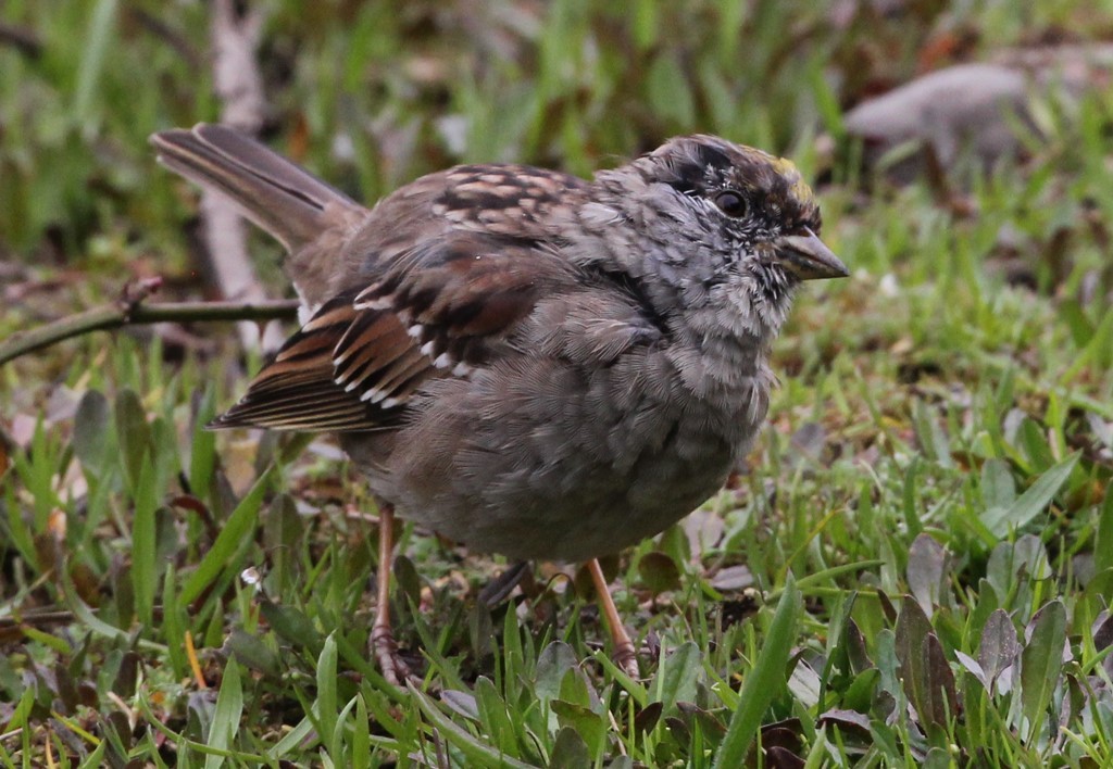 Golden-crowned Sparrow - ML617109349