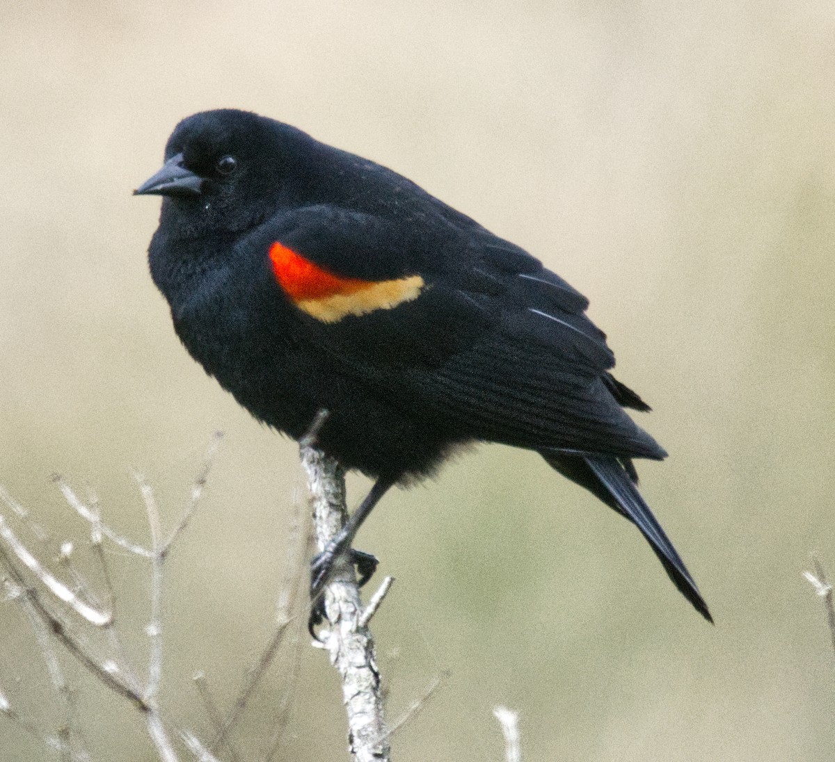 Red-winged Blackbird - ML617109362