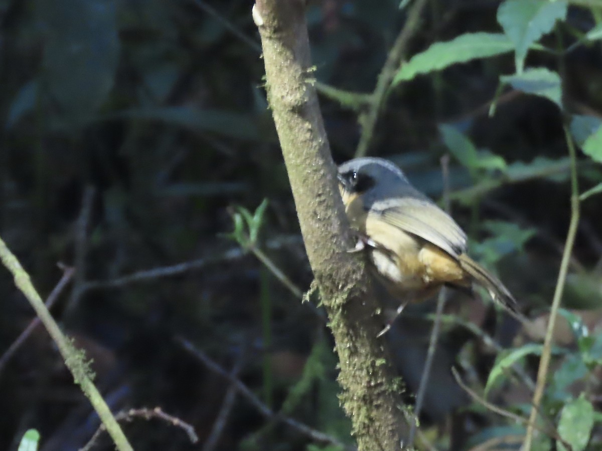 Black-eared Hemispingus - ML617109379