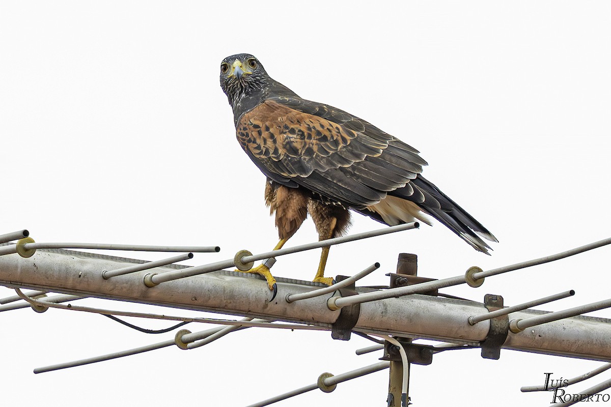 Harris's Hawk - ML617109380