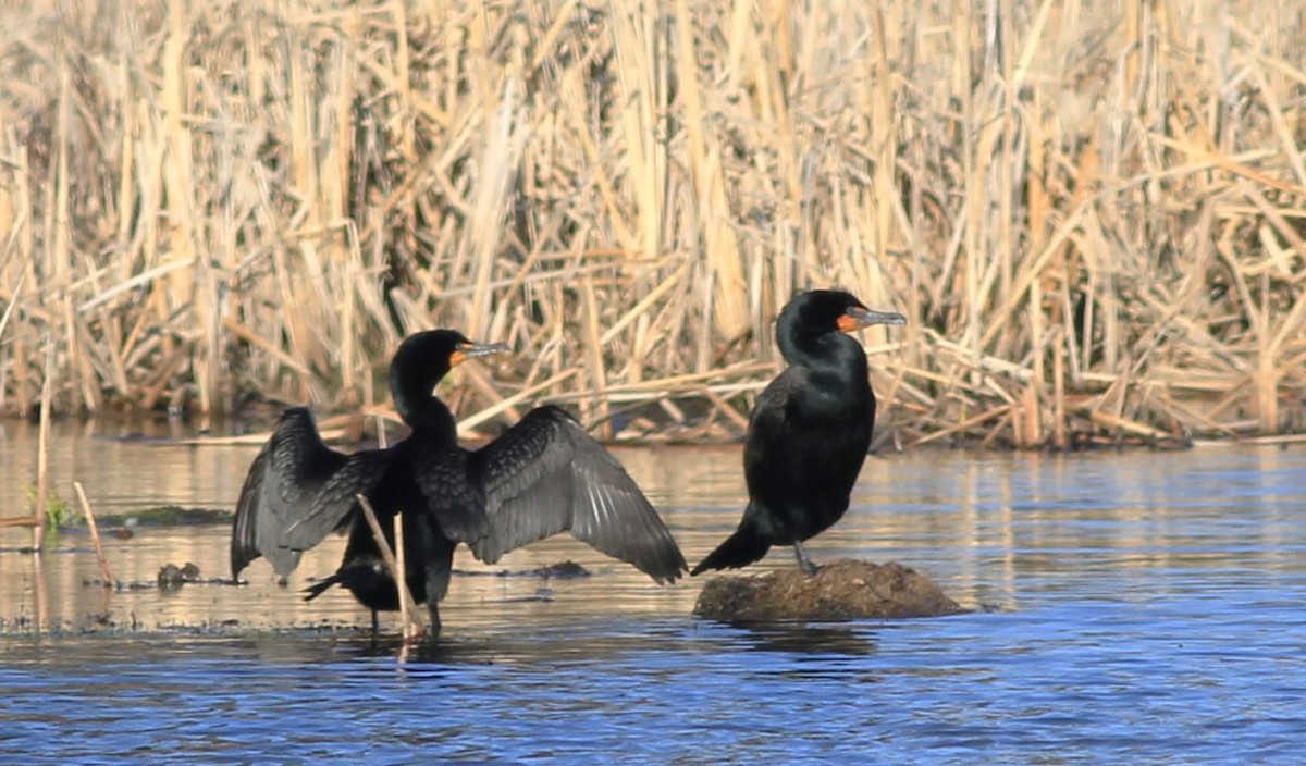 Cormoran à aigrettes - ML617109401