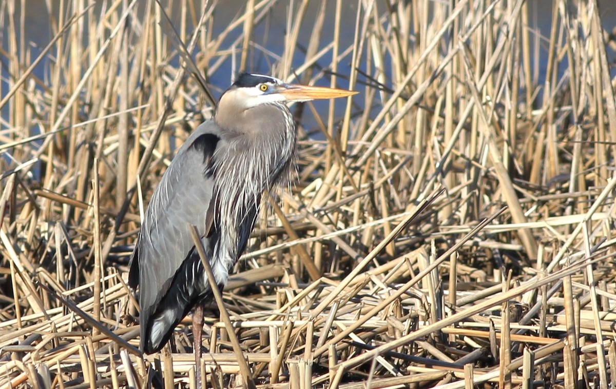 Great Blue Heron - ML617109418