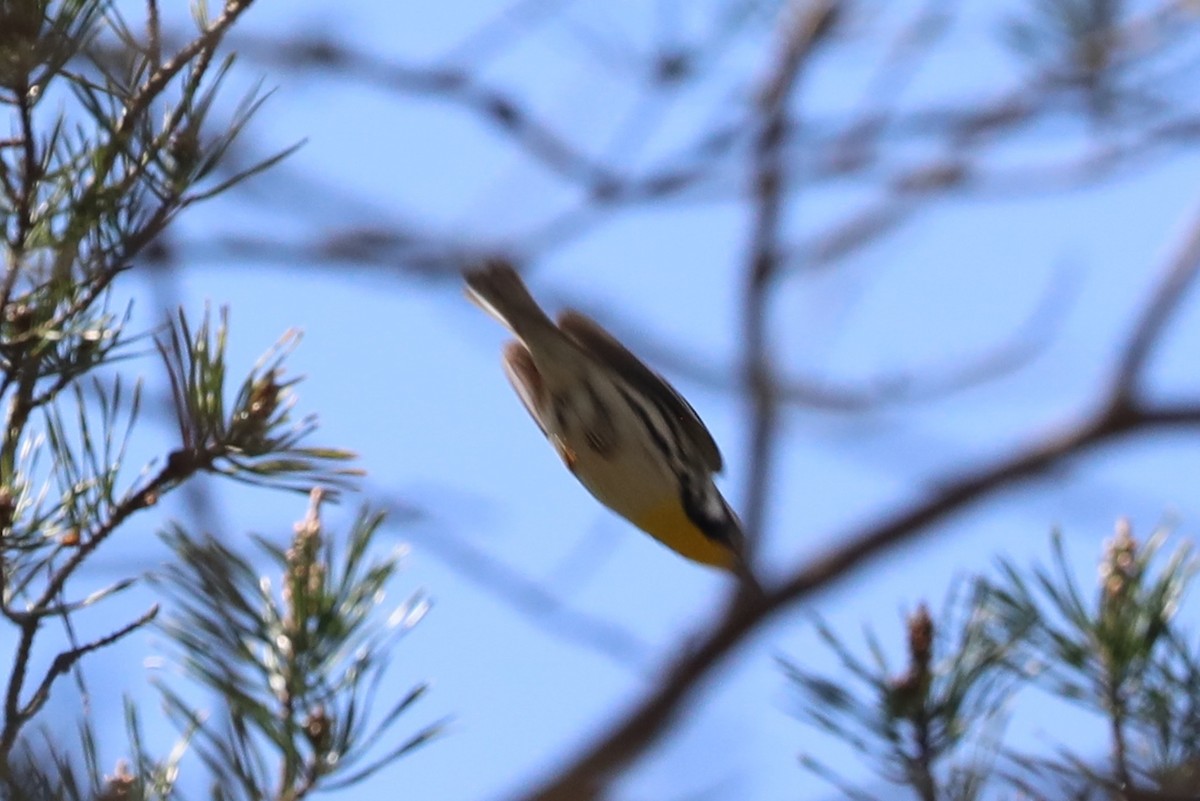 Yellow-throated Warbler - Dianna Lieter