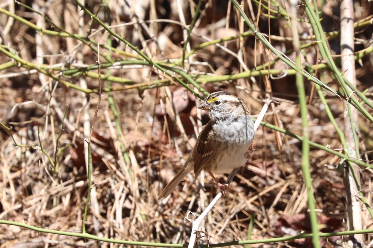 White-throated Sparrow - ML617109462