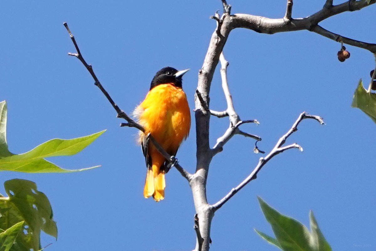 Baltimore Oriole - Steve Neely