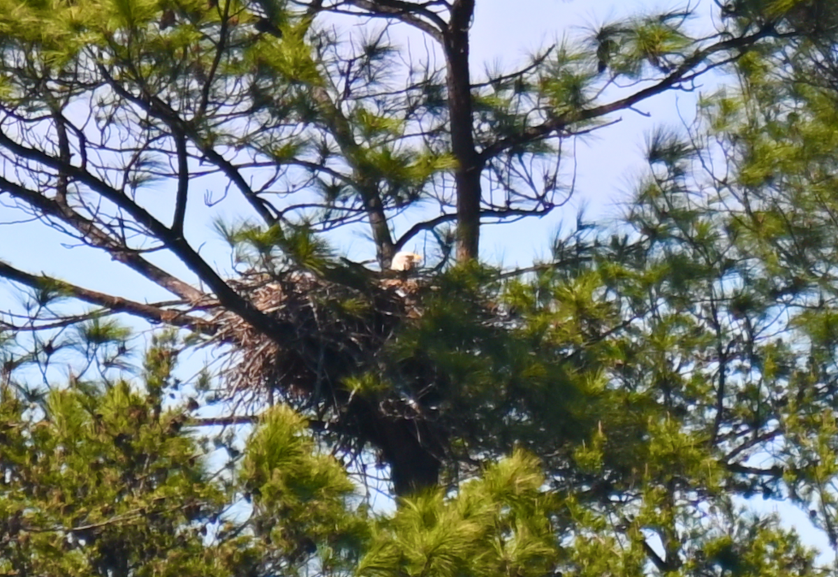 Bald Eagle - ML617109572