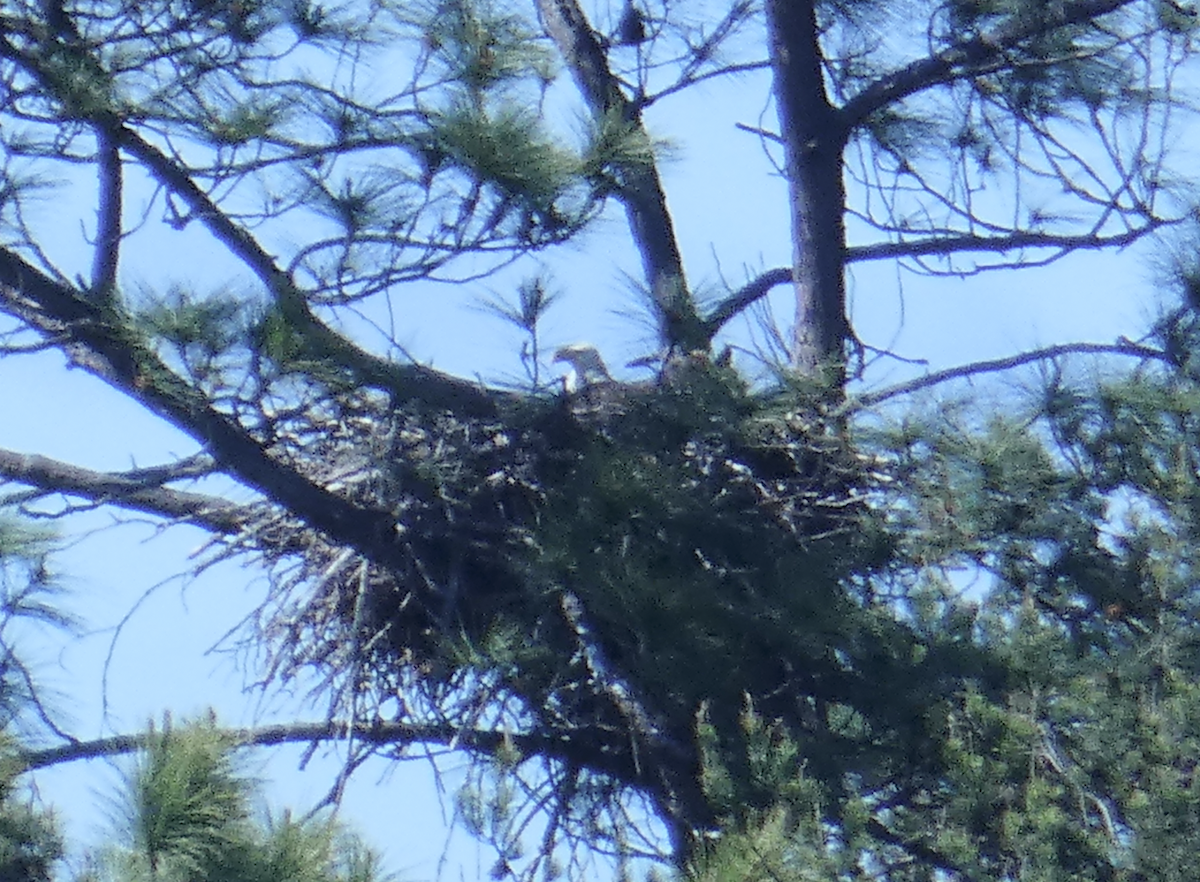 Bald Eagle - ML617109579