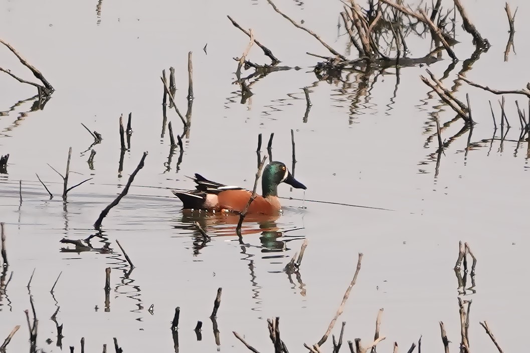 Cinnamon Teal x Northern Shoveler (hybrid) - ML617109603