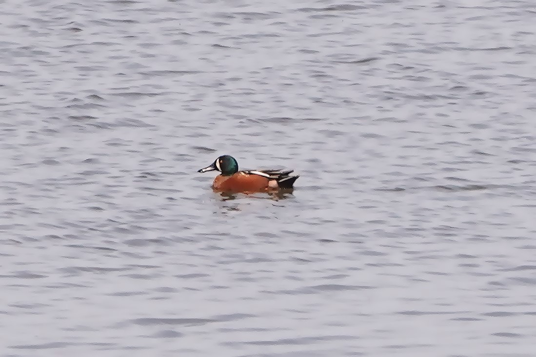 Cinnamon Teal x Northern Shoveler (hybrid) - ML617109604