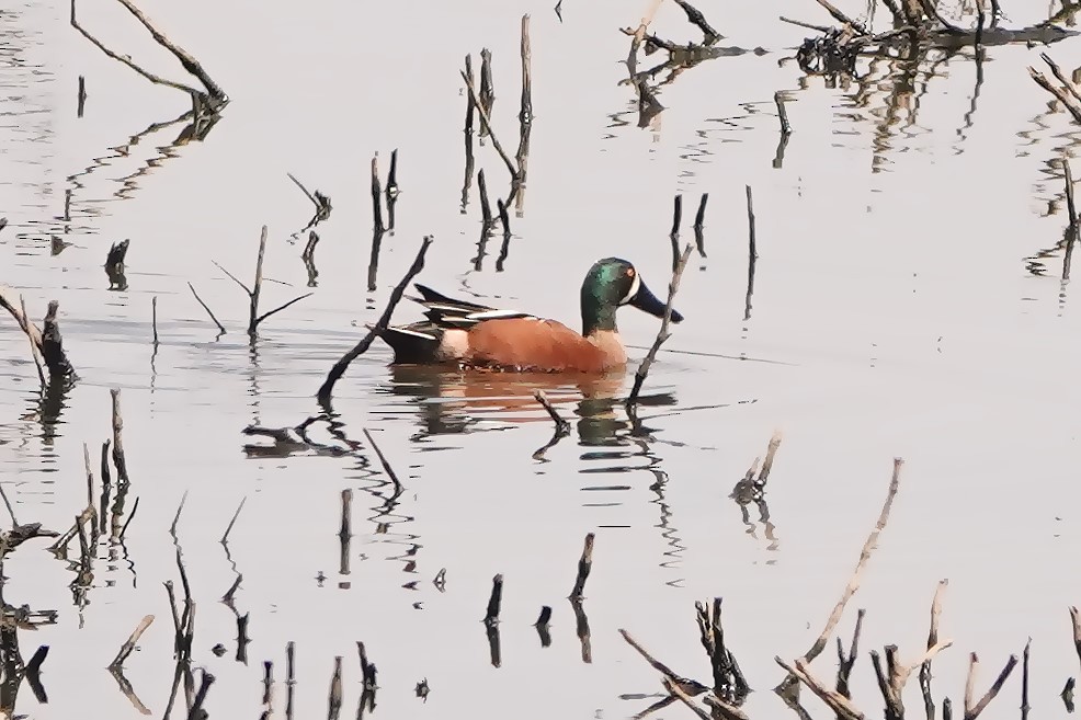 Cinnamon Teal x Northern Shoveler (hybrid) - ML617109605