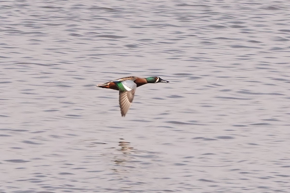 Cinnamon Teal x Northern Shoveler (hybrid) - ML617109607