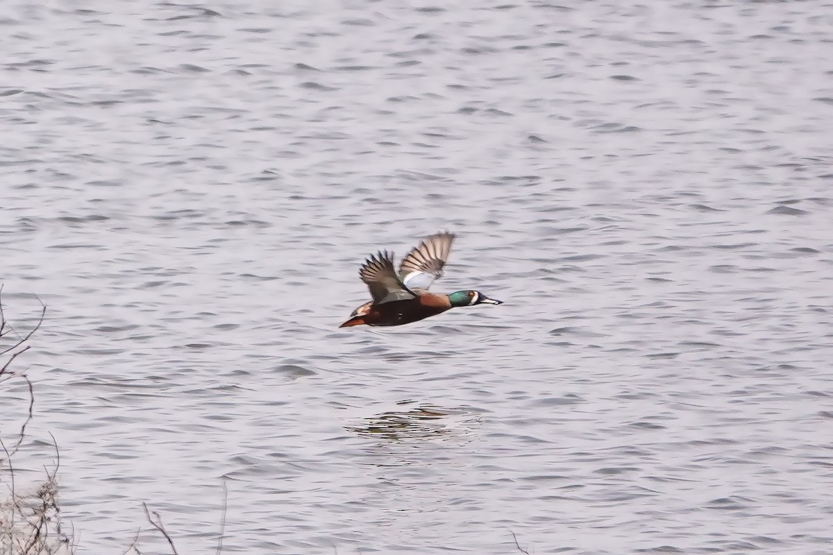 Cinnamon Teal x Northern Shoveler (hybrid) - ML617109608